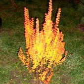 Płonący Krzew-fotk
