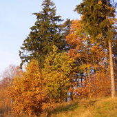Pokaz barw jesiennych