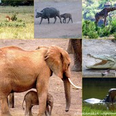 safari.....bezkrwawe.....Kenia 2011