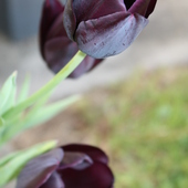 tulipan :)