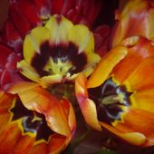 Tulipany Raz Jeszcze