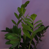 Zamioculcas zamiifolia (2)