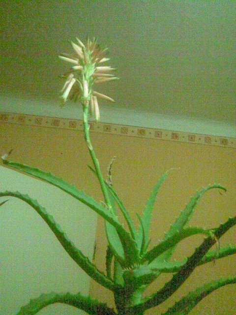 aloes
