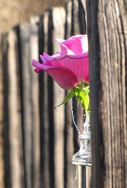 dorzucam... różową różyczkę...a w zasadzie pół różyczki ;)