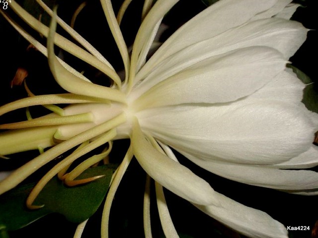 Epiphyllum Oxypethallum-kwiat  z boku.