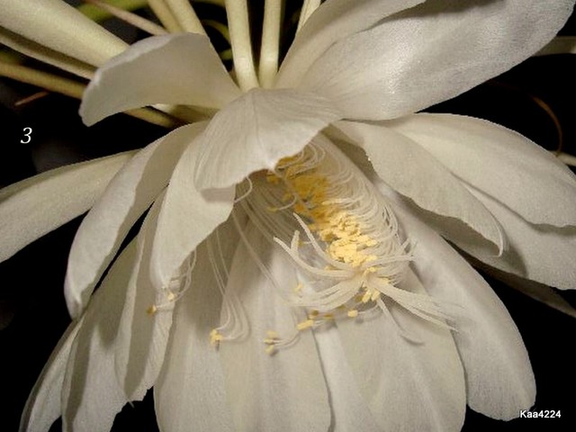 Epiphyllum Oxypethallum-kwiat ,który ma w sobie to ''coś''.