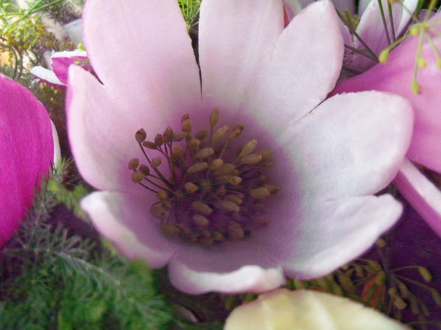 kwiat z cebuli i kopru