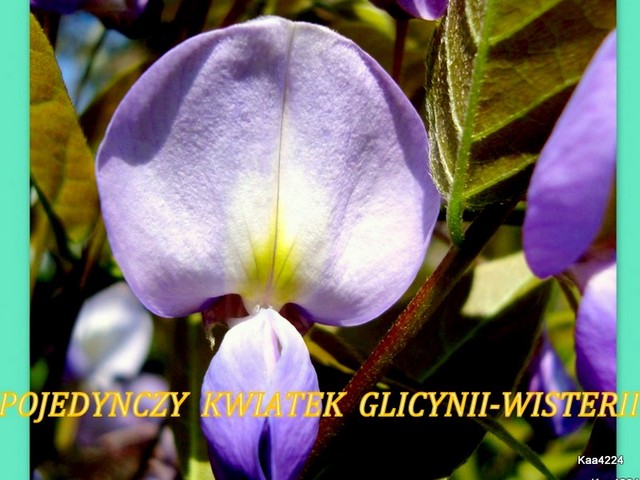 Kwiatek wisterii/glicynii/ w zbliżeniu.