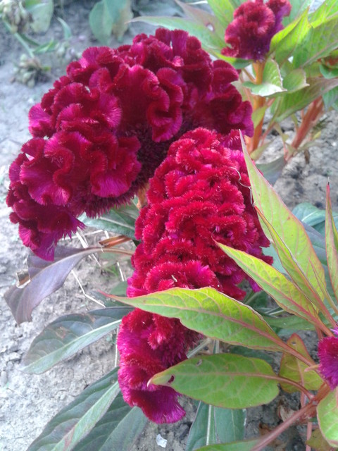 kwiaty z mojej działki