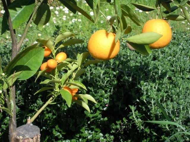 mandarynki i pomarancze na jednym krzewie
