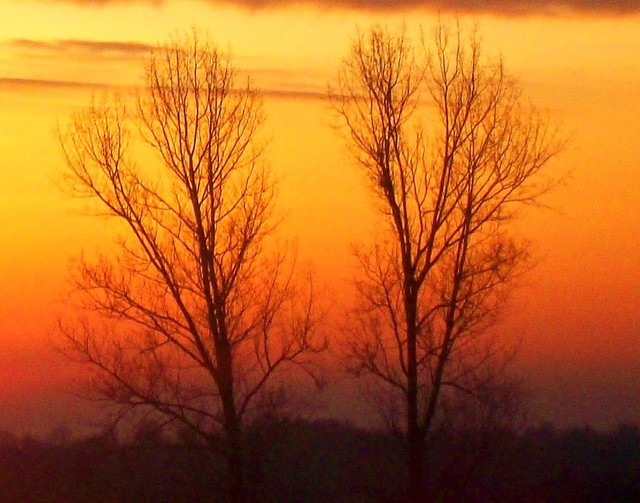 Populus alba na tle wschodu słońca :)