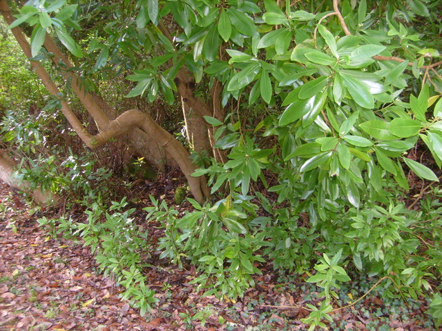 rhododendrony w haszczach