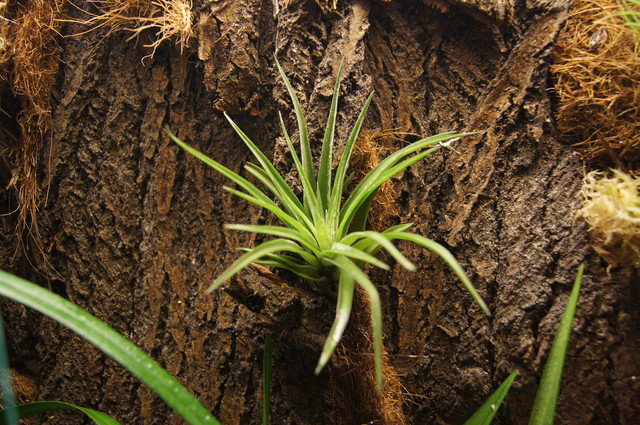 Tillandsia Fasciculata-tricolor (Oplątwa)