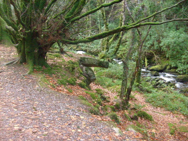 wszelki mech  pokrywa wilgotne lasy i zarosla w Irlandii