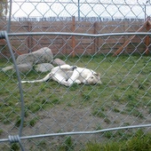 Białe lwiątko