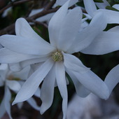 biel magnolii