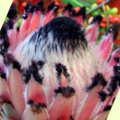 Dla wszystkich kochających oryginalne kwiaty-Protea o czarnej czuprynce.