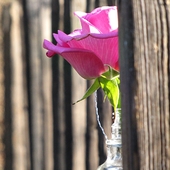 dorzucam... różową różyczkę...a w zasadzie pół różyczki ;)
