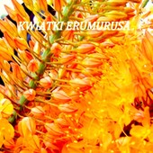 Erumurus-jego kwiatki.