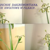 Kalanchoe Daigremontiana-koronki kwiatowe w pąkach.-kolaż.