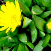 Kwiat Delospermum/odmiana rozchodnika/potocznie nazywana słonecznicą.