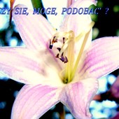 Kwiat hosty i pytanie. ---------   Pozdrawiam wszystkich w Świecie Kwiatów.