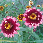 kwiaty z mojej dzialki