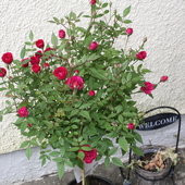 mini róża
