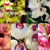Mix kwiatów orchidei w kolażu.