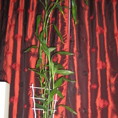 Mój Bambus 2