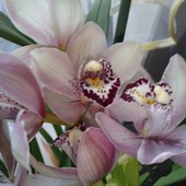 orchidea cymbidium