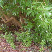 rhododendrony w haszczach