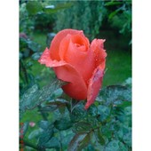 róża z pewnego ogrodu