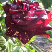 Róża Wielkokwiatow