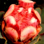 Także dla amatorów oryginalnych kwiatów-Protea czerwonoczuba.
