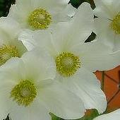 W białym kolorze - anemony