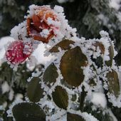 róża rabatowa w zimowej szacie