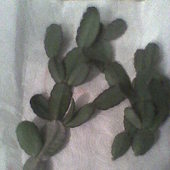wysępiony biały kaktus wielkanocny od cioci:)