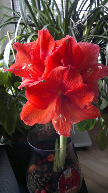 Amarylis-drugi kwiat z tej samej cebulki