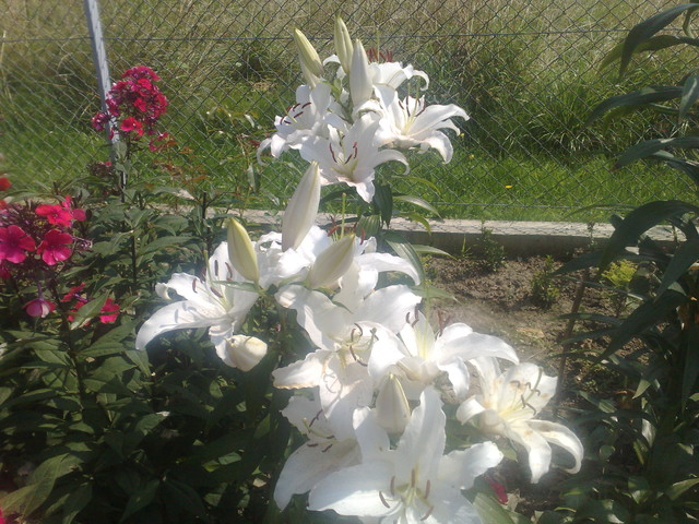 białe lilie