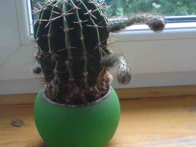 Kaktus na chwile przed zakwitnieciem :-)