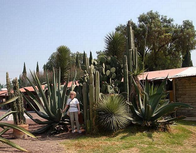 Kaktusy i lato