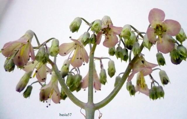 Kwiatuszki Kalanchoe daigremontiana