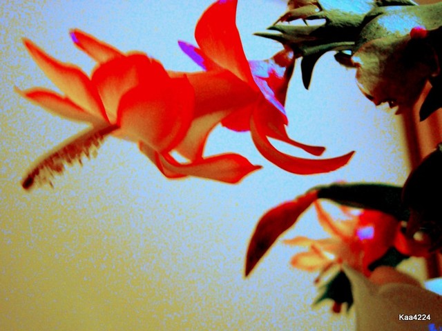 Kwiaty grudnika w innej technice foto.