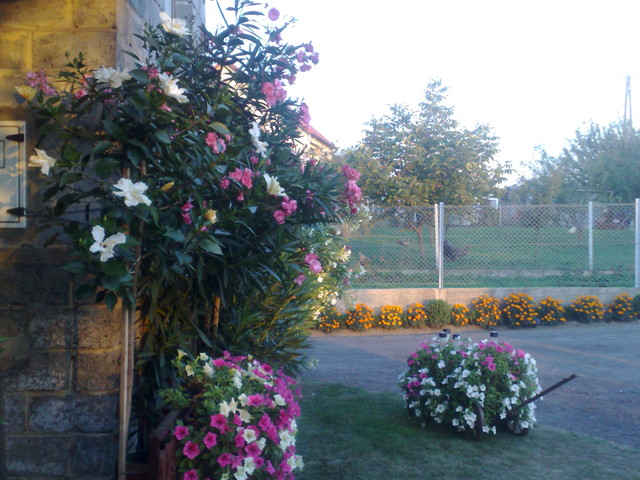 kwiaty przed domem