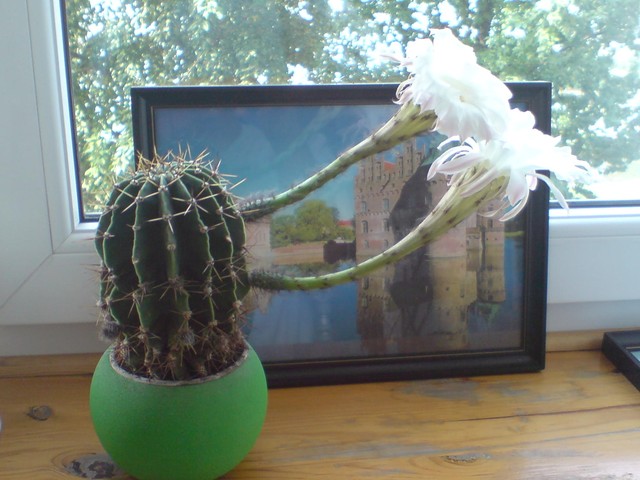 Kwitnacy kaktus.