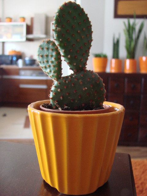 Maleńki kaktusik mojego synka