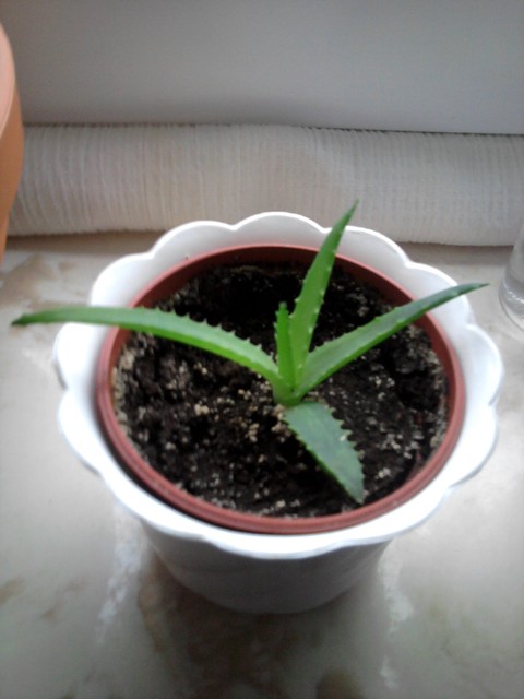 Malutki Aloes