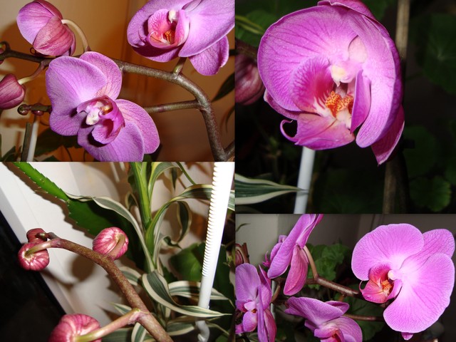 Nasza najstarsza orchidea/ 7 latka /.