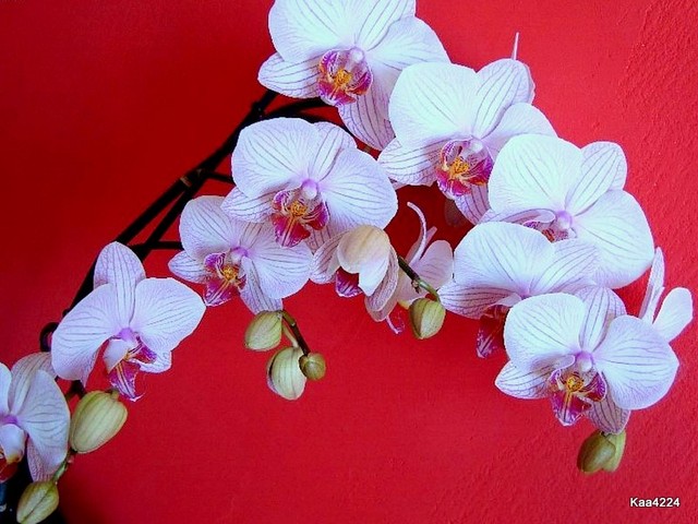 Nasza orchidea w kwiatach.